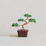Twist BONSAI Kit - Pine - nomura tailor