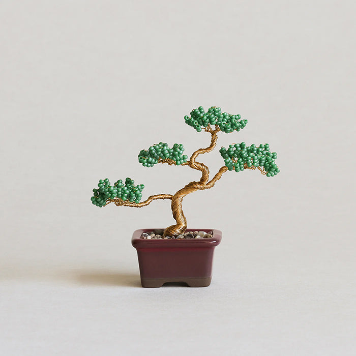 Twist BONSAI Kit - Pine - nomura tailor