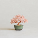 Twist BONSAI Kit - Cherry Blossoms - nomura tailor