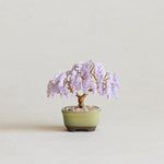Twist BONSAI Kit - Wisteria - nomura tailor