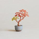 Twist BONSAI Kit - Maple - nomura tailor