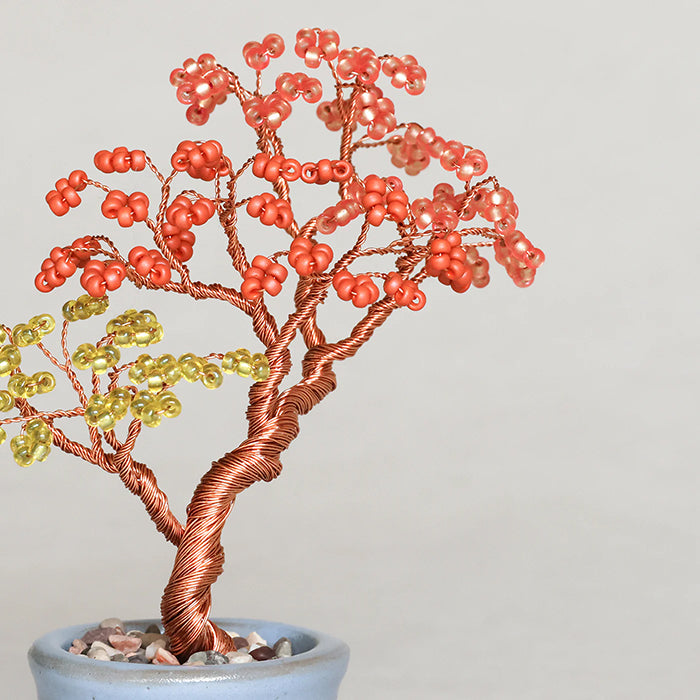 Twist BONSAI Kit - Maple - nomura tailor