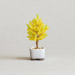 Twist BONSAI Kit - Ginkgo - nomura tailor