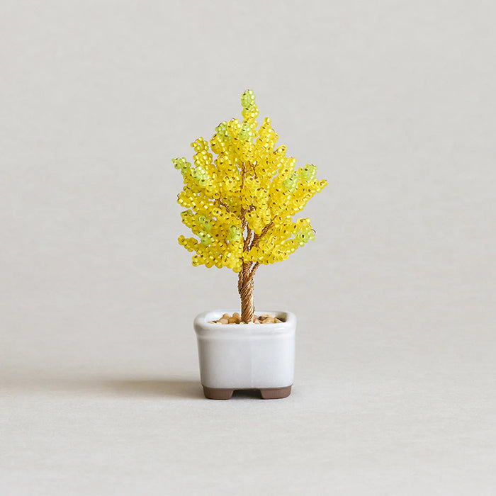 Twist BONSAI Kit - Ginkgo - nomura tailor