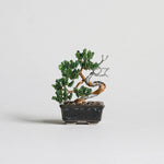 Twist BONSAI Kit - Shimpaku - nomura tailor