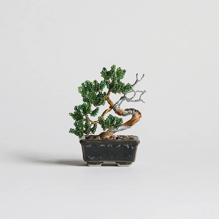Twist BONSAI Kit - Shimpaku - nomura tailor