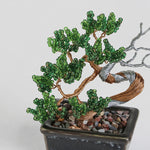 Twist BONSAI Kit - Shimpaku - nomura tailor