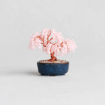 Twist BONSAI Kit - Weeping Cherry - nomura tailor