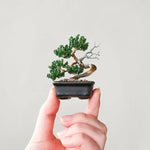 Twist BONSAI Kit - Weeping Cherry - nomura tailor